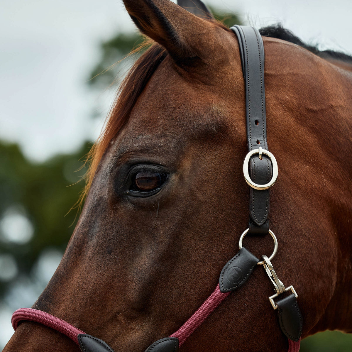 4-504117-03.jpg