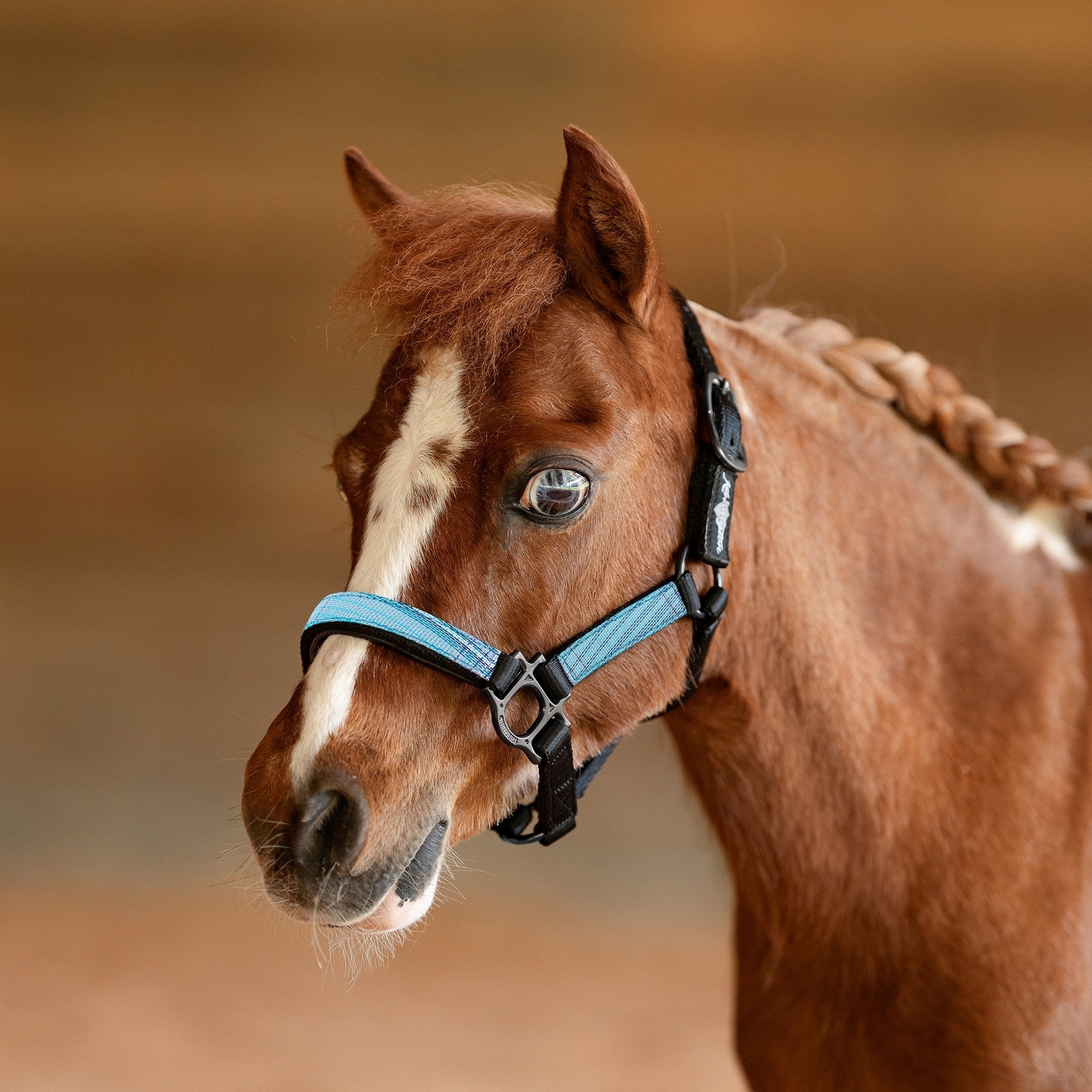 4-527333-01.jpg