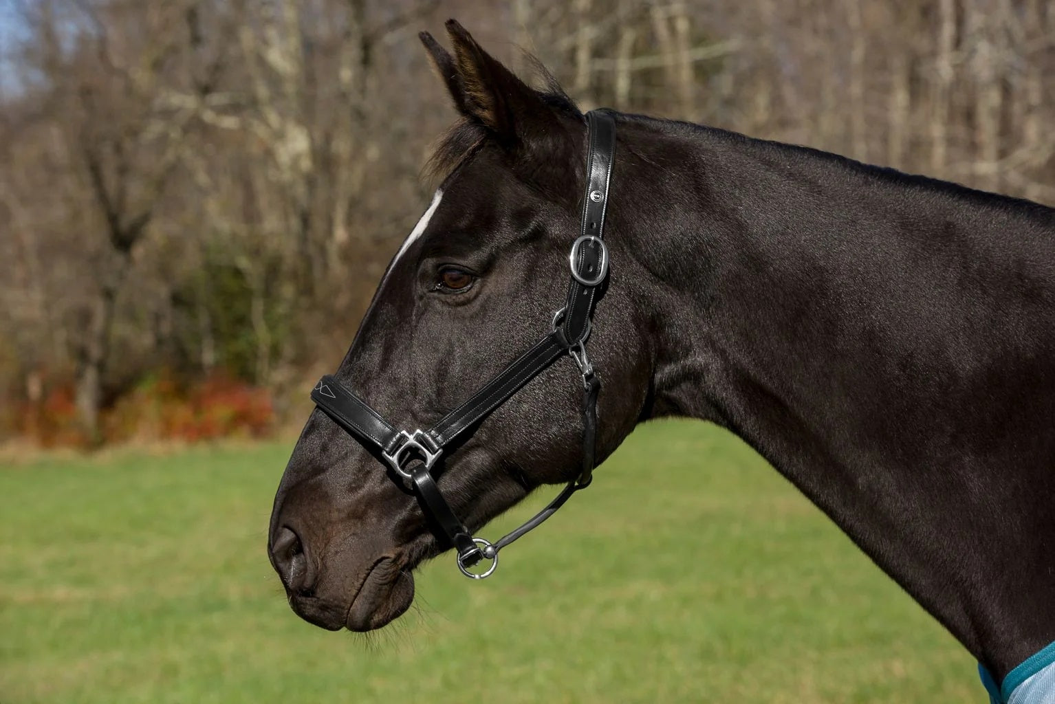 5-155669-black2.jpg