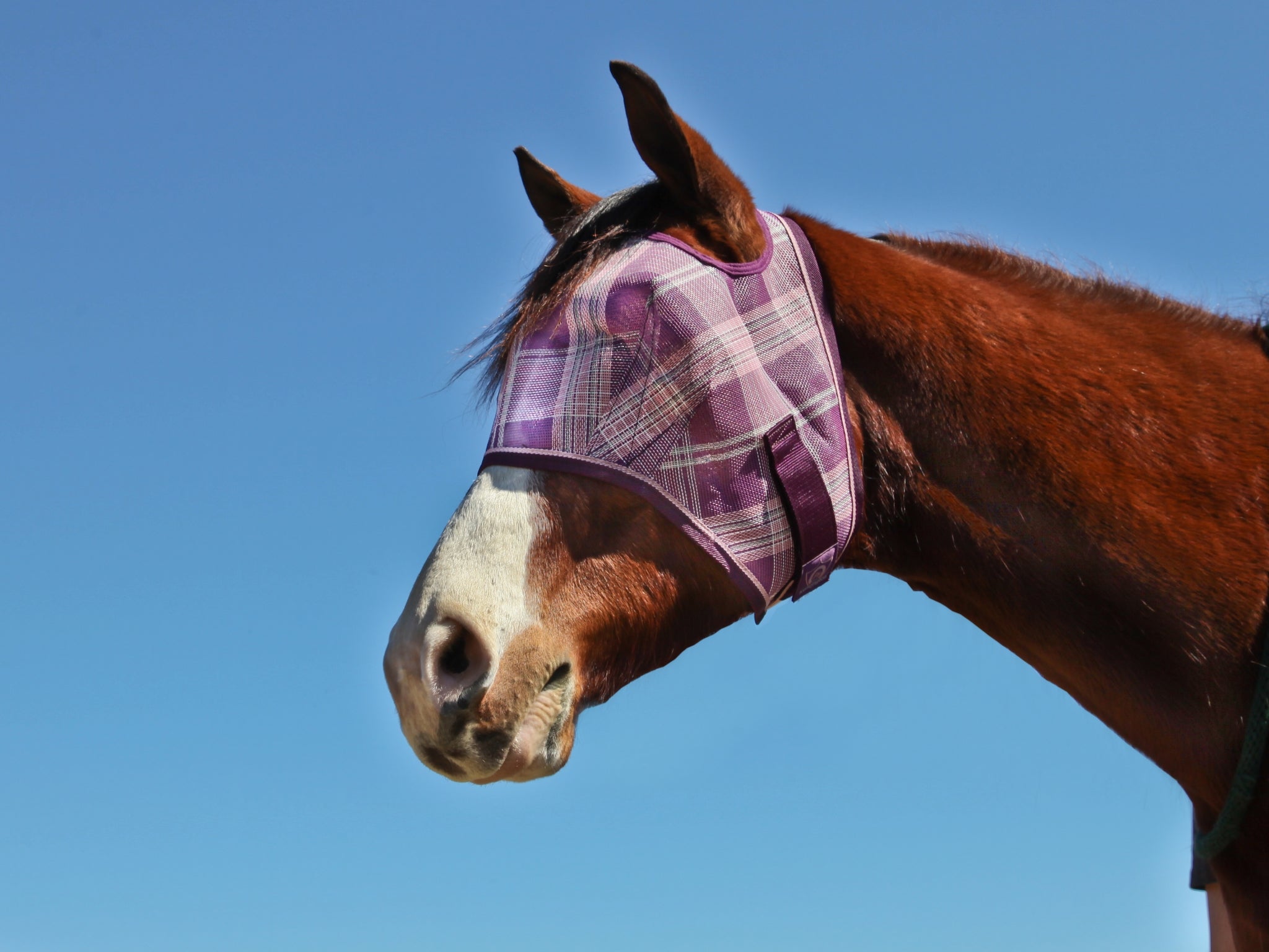 5-446953plumiceplaid.jpg