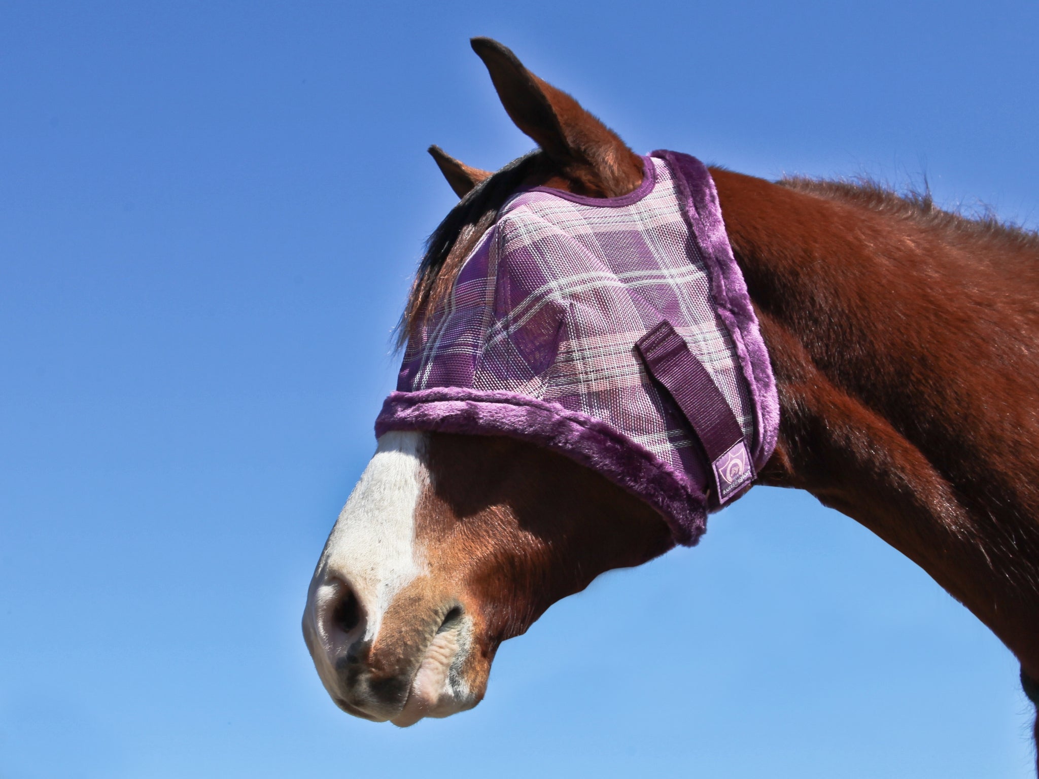5-446993plumiceplaid.jpg
