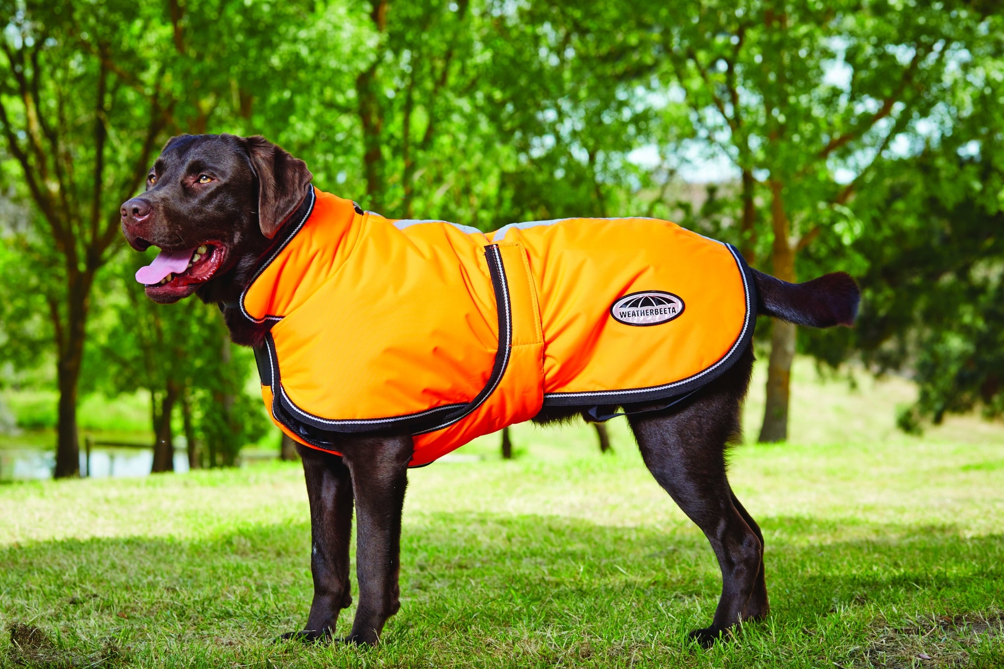 5-851866-orange.jpg