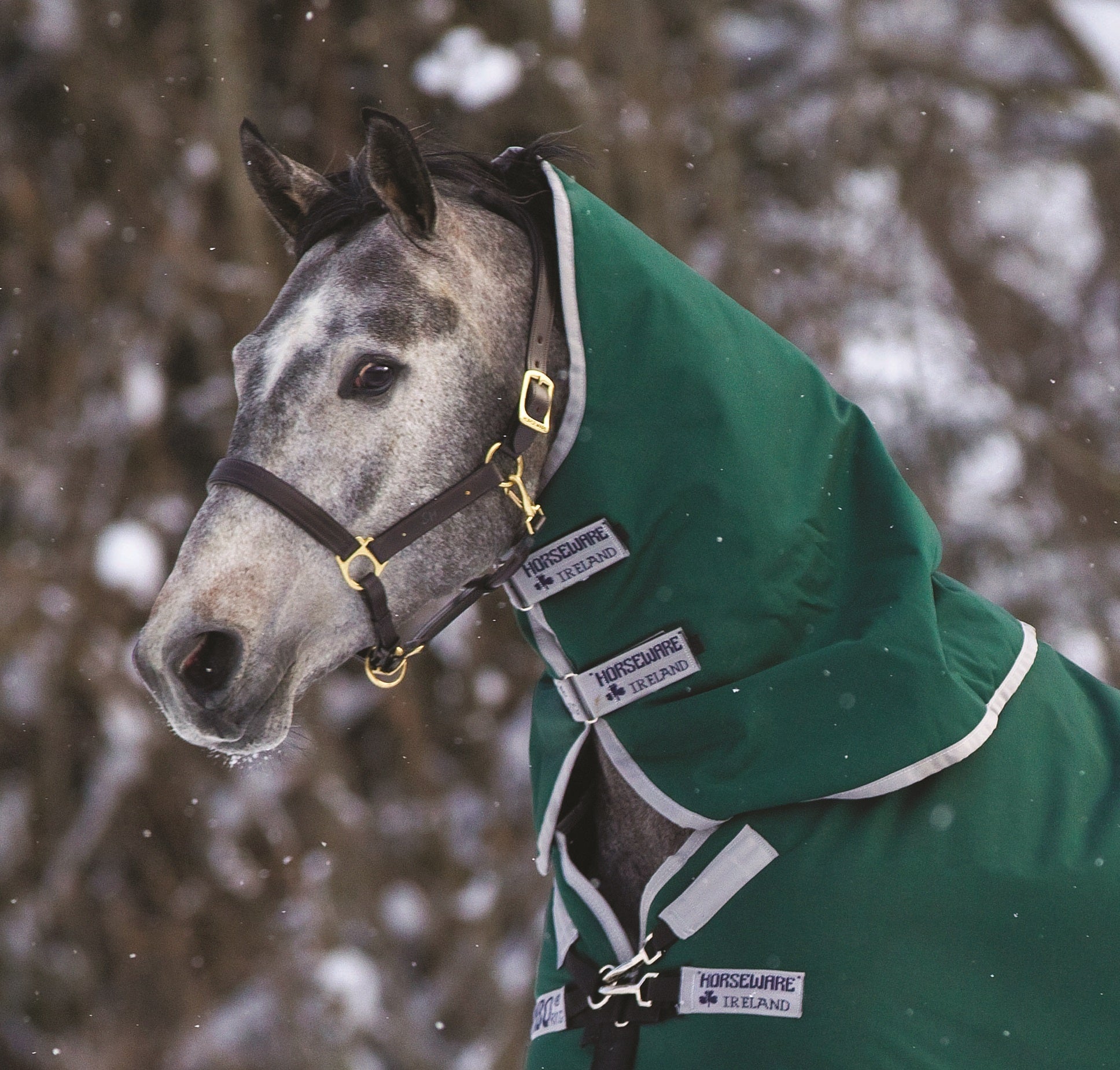 5-855585-greensilver.jpg