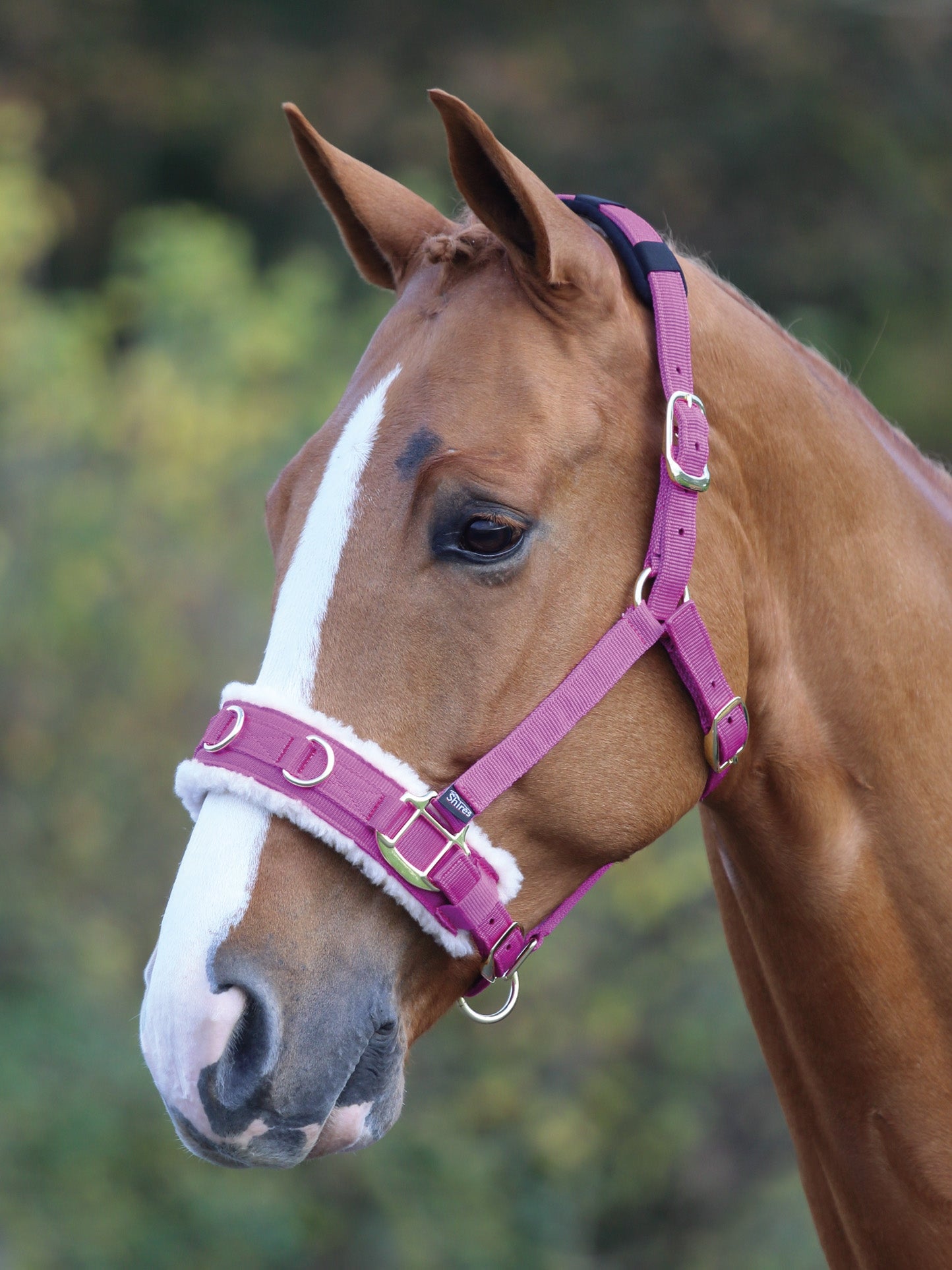 5-871455-raspberry.jpg