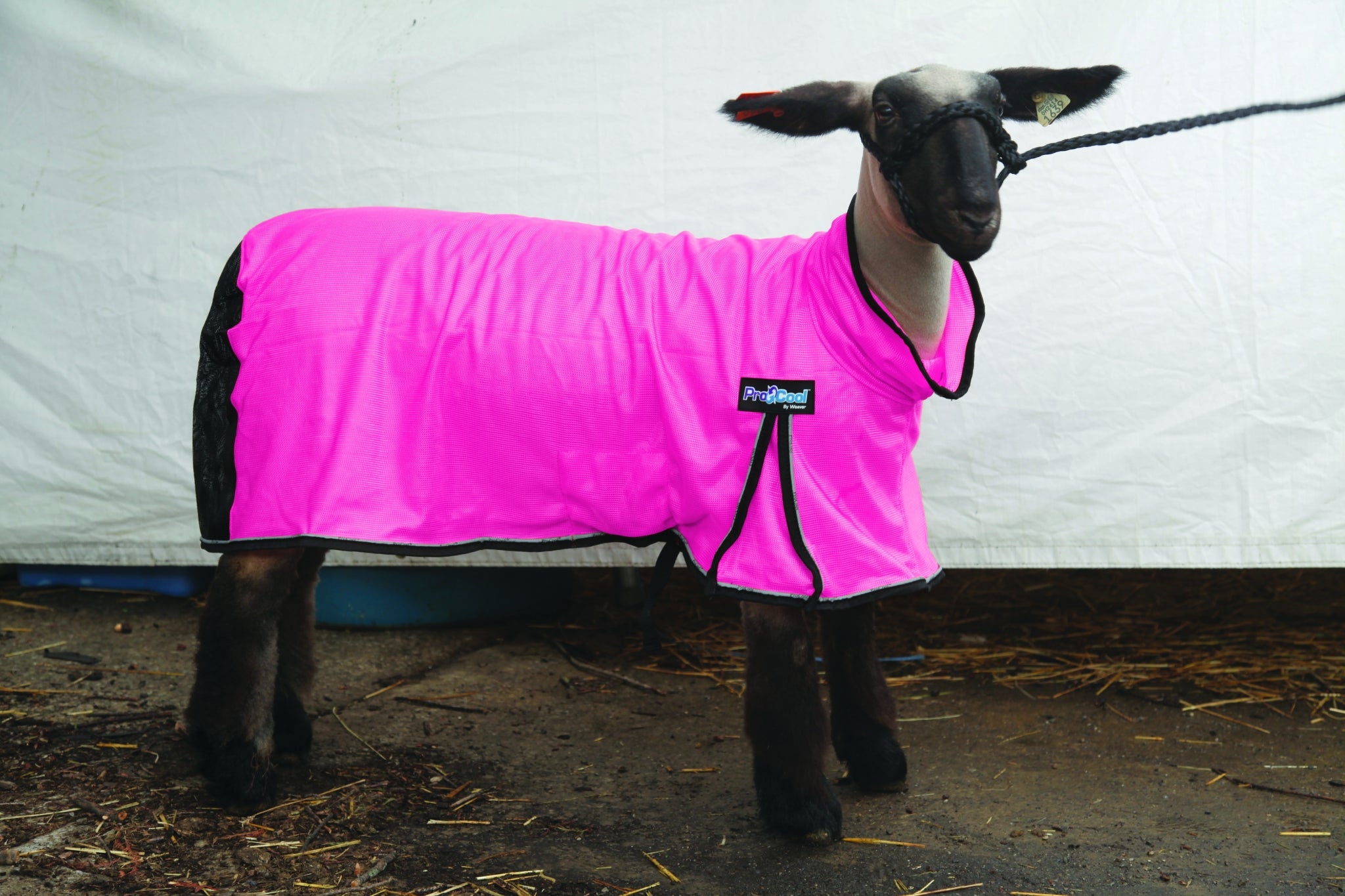 5-876955-hotpink.jpg
