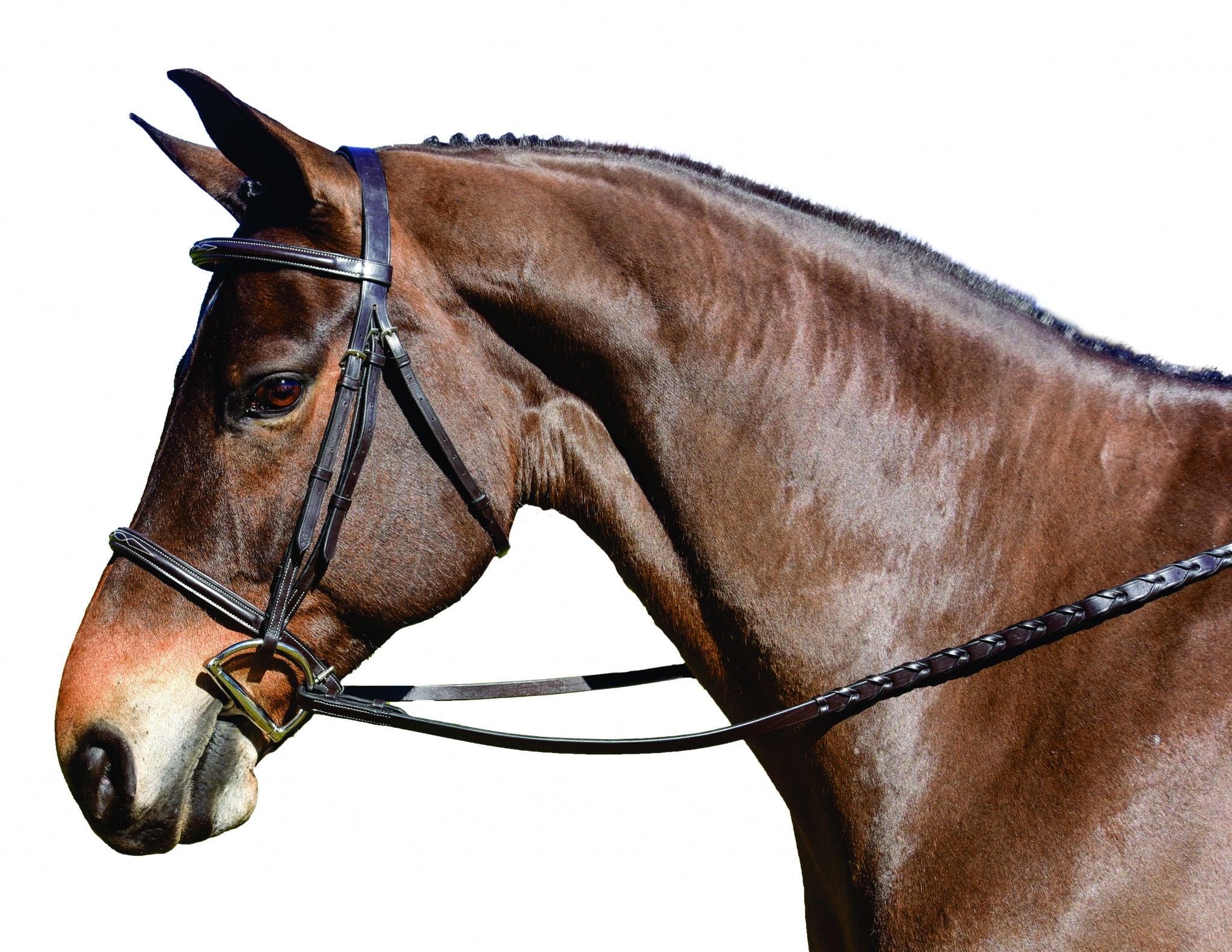 5-923401-cognac.jpg