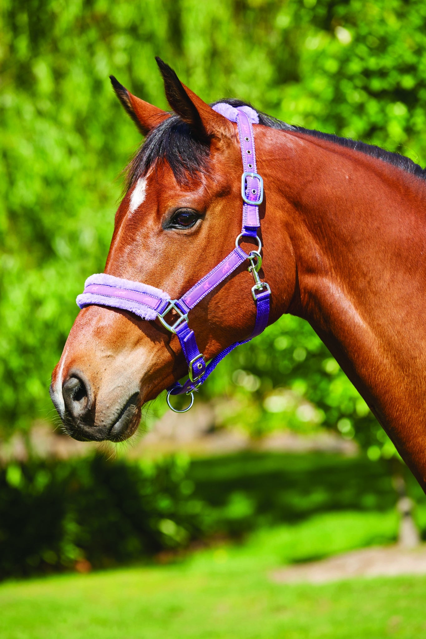 5-972554-purple.jpg