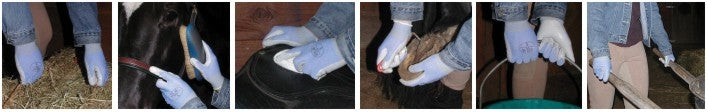 workhorseglove.jpg