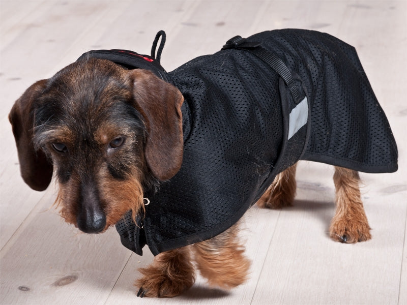 3210_dachshundmeshrug_2_web.jpg