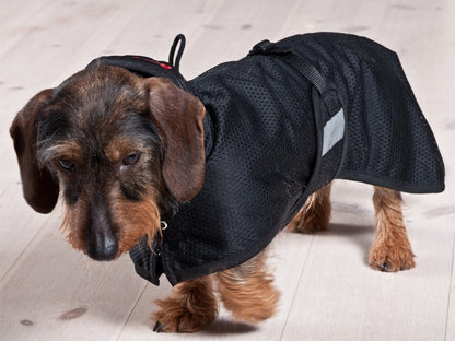 3210_dachshundmeshrug_2_web.jpg