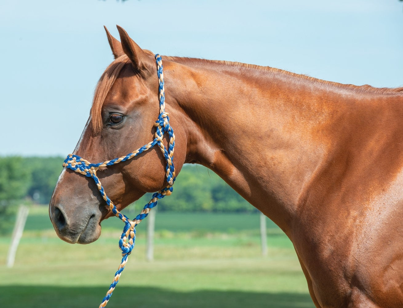 Weaver Braid Rope Halter with 10Ft Lead – EquestrianCollections