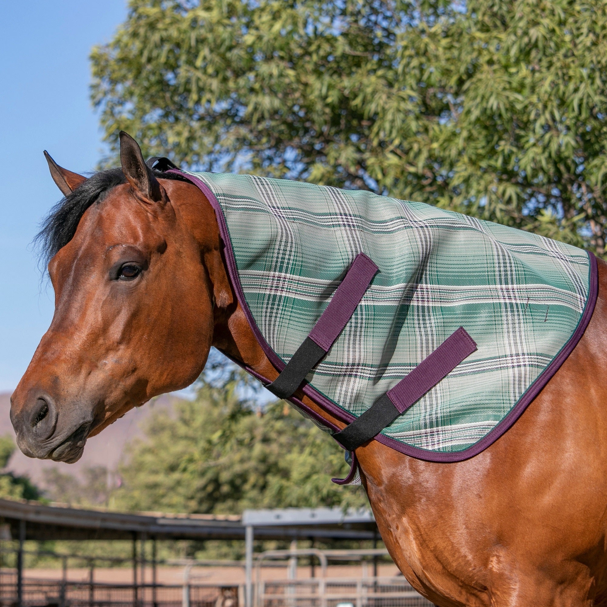 4-270054-03.jpg
