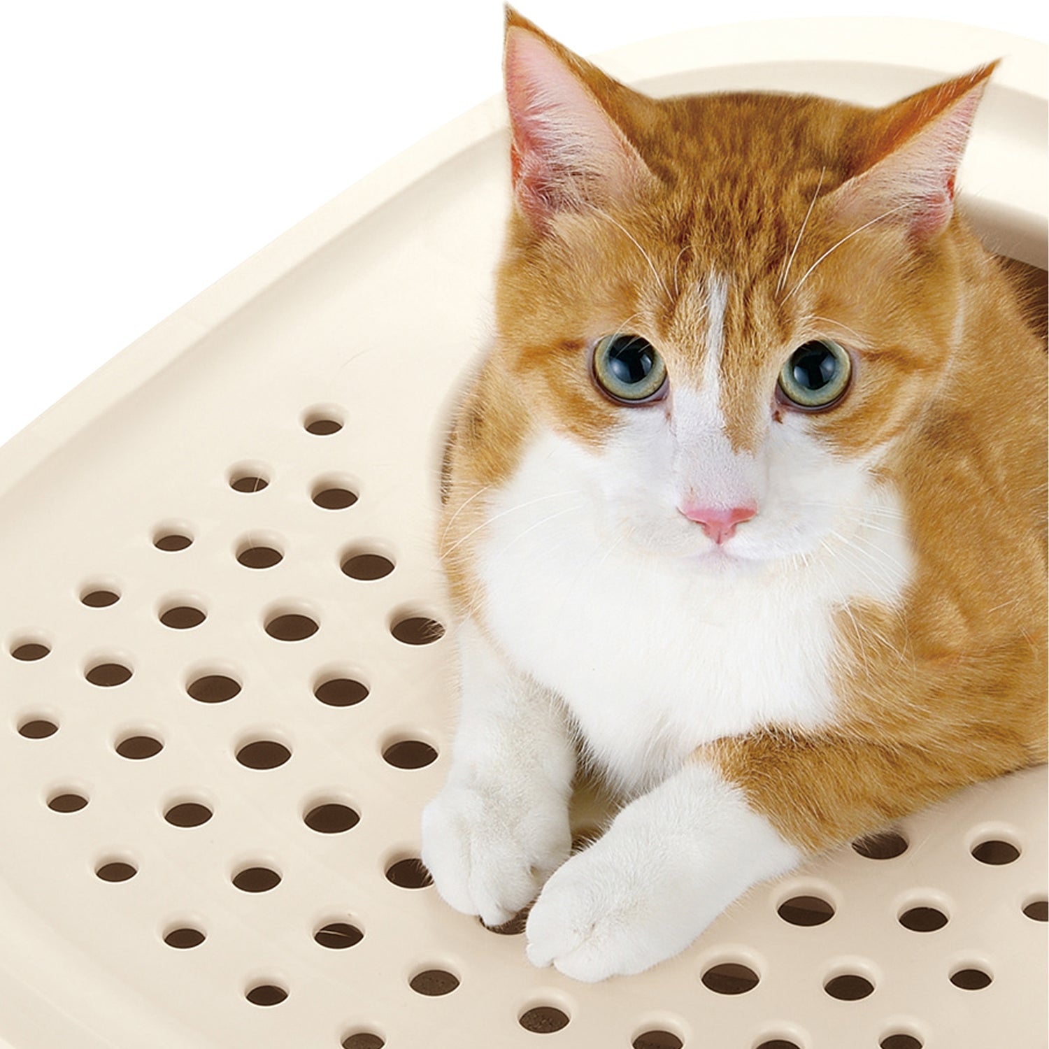 4-434343-c.jpg