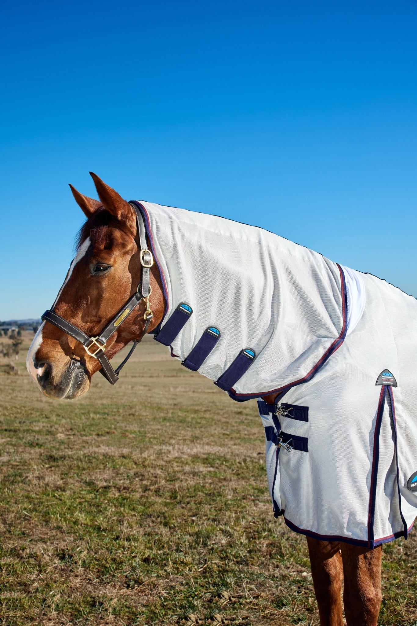 4-493092-07.jpg
