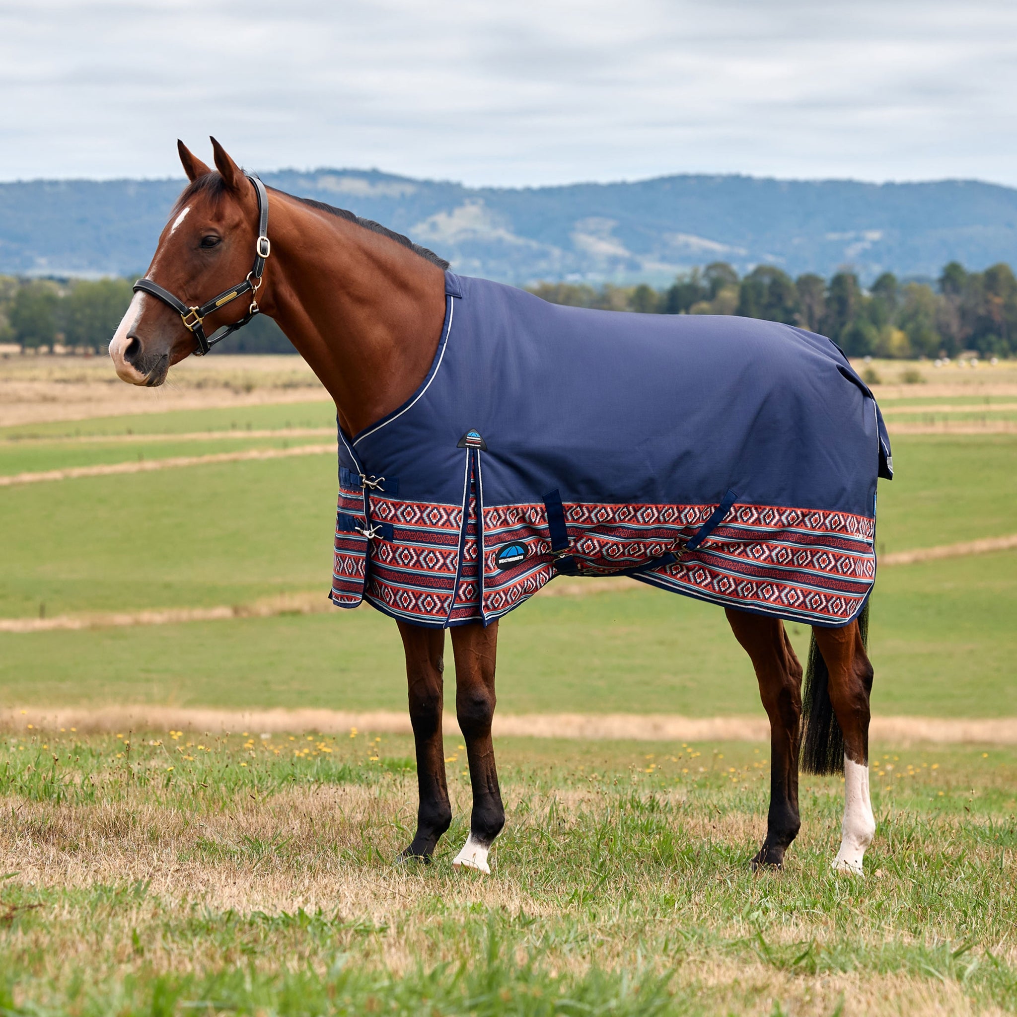 4-504554-1.jpg