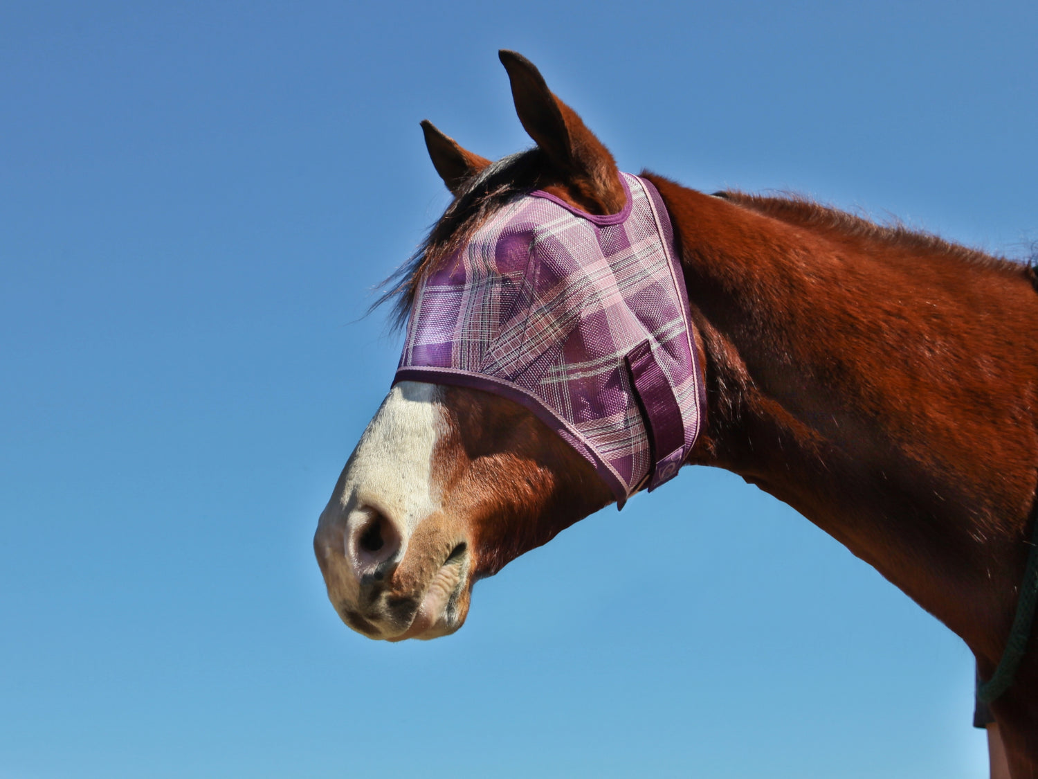 5-446953plumiceplaid.jpg
