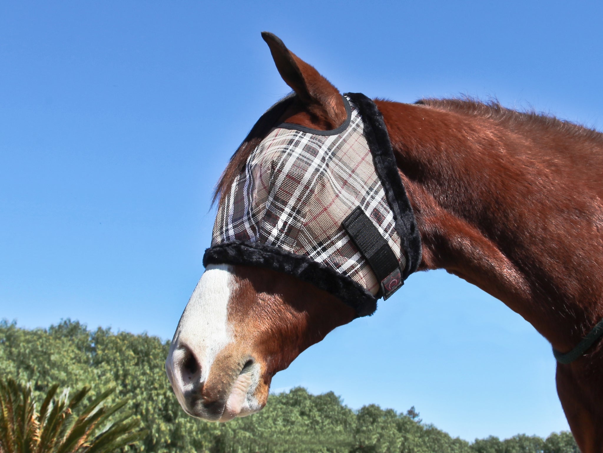 5-446992deluxeblackplaid.jpg