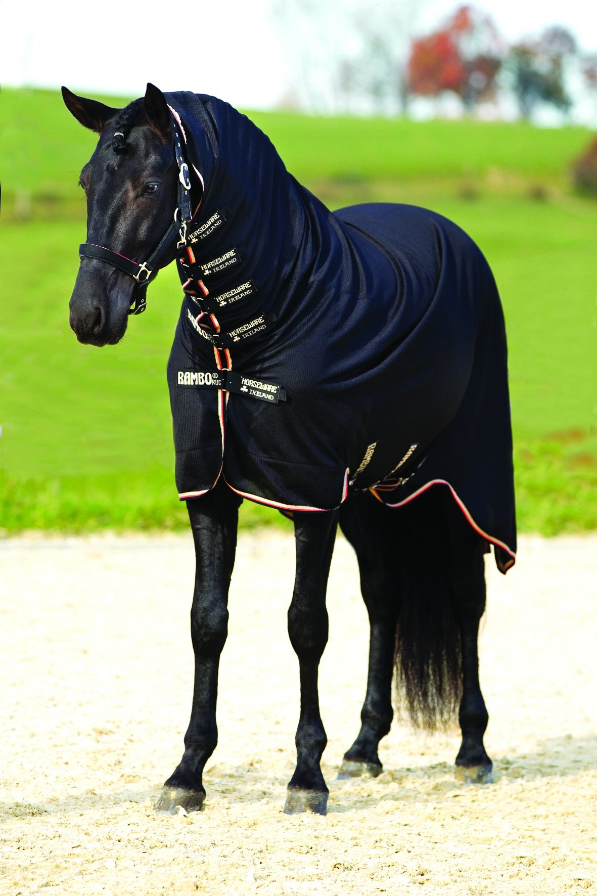 5-545913-blacktanorangeblack.jpg