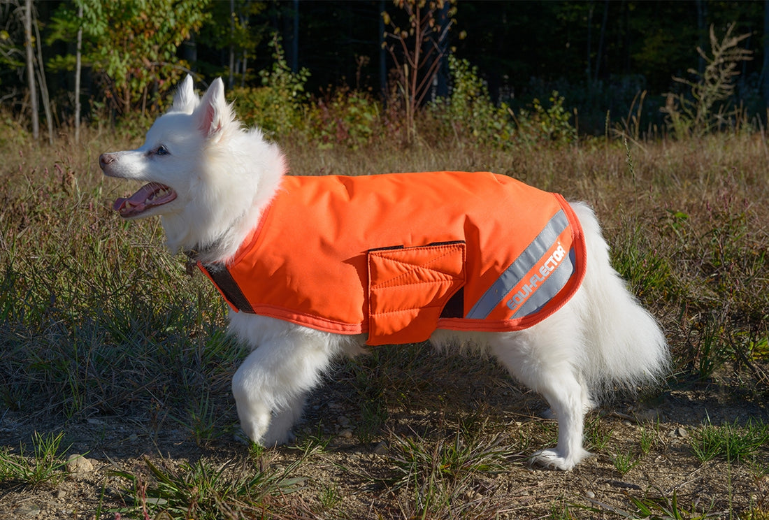 5-583983-orangesmall.jpg