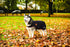 5-821826blackorangefront.jpg