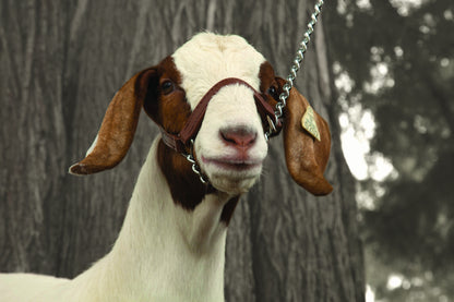 5-876948-goatprofile.jpg