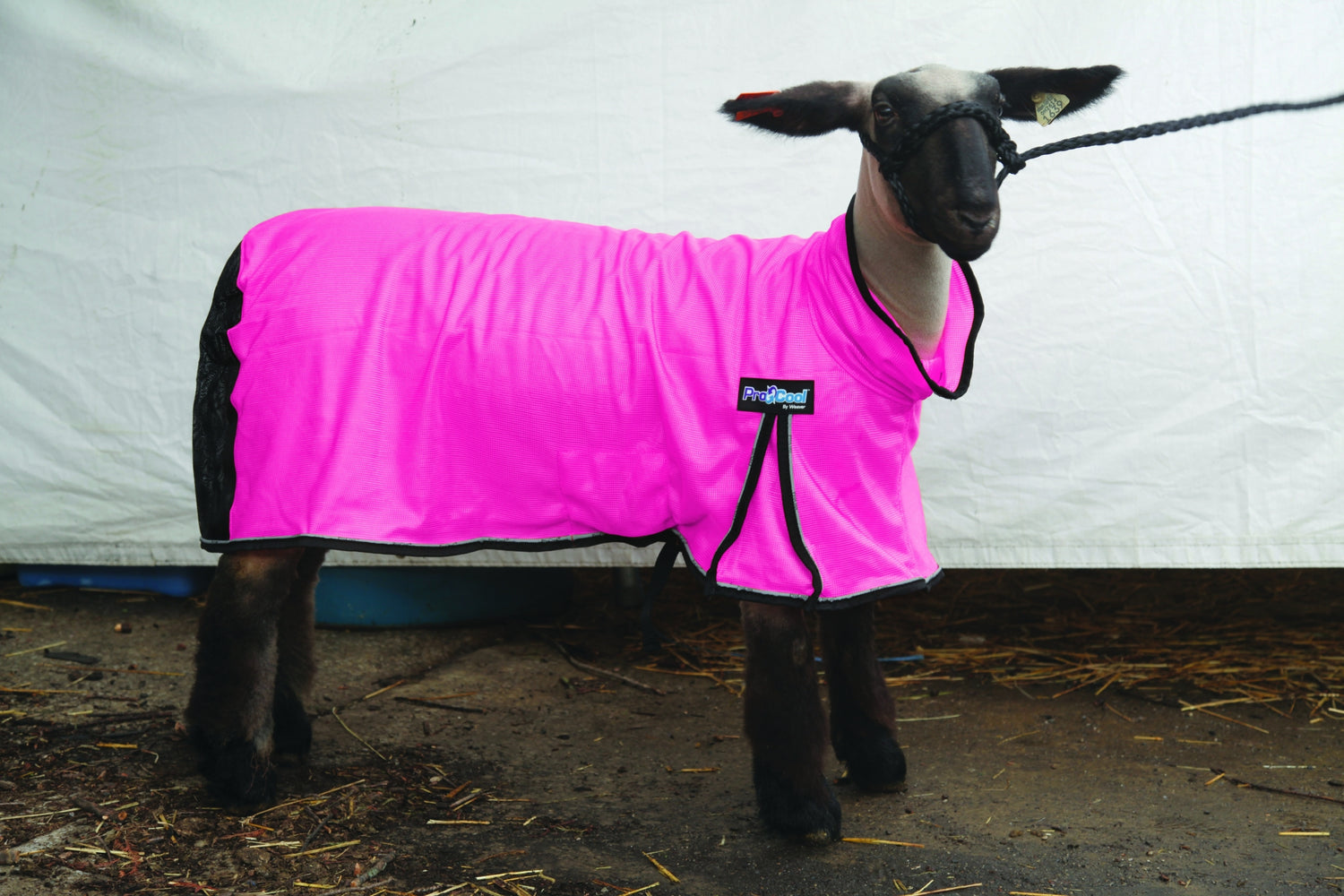 5-876955-hotpink.jpg
