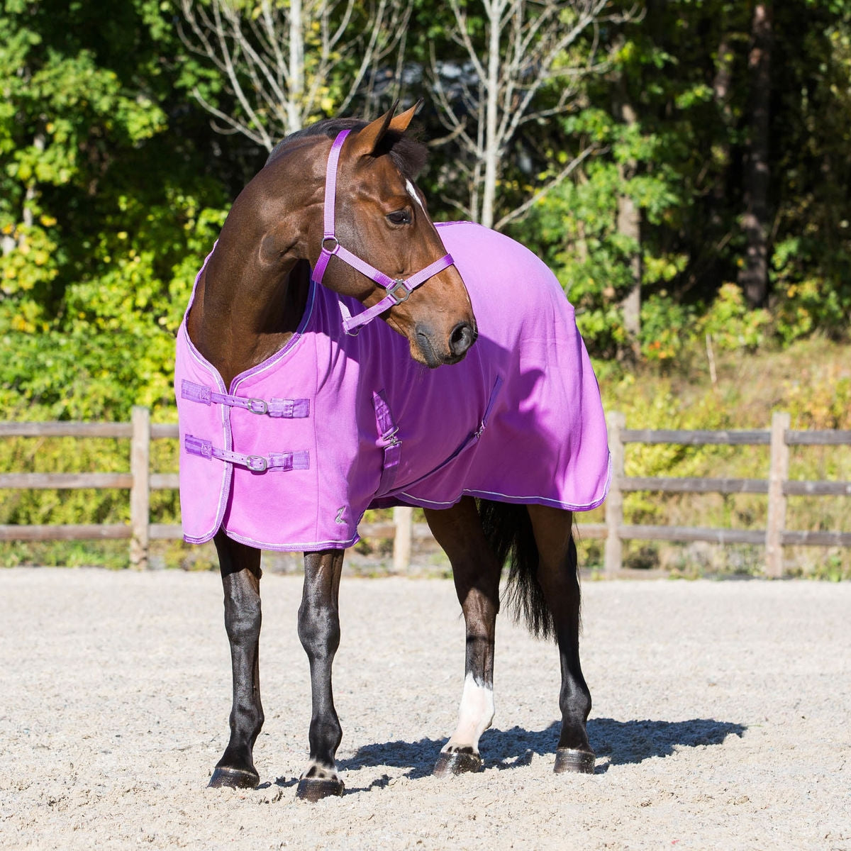 5-889191-orchidpurple.jpg