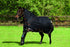 5-924630-blackblackorangestripe.jpg