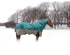 5-960340-shadedspruce.jpg