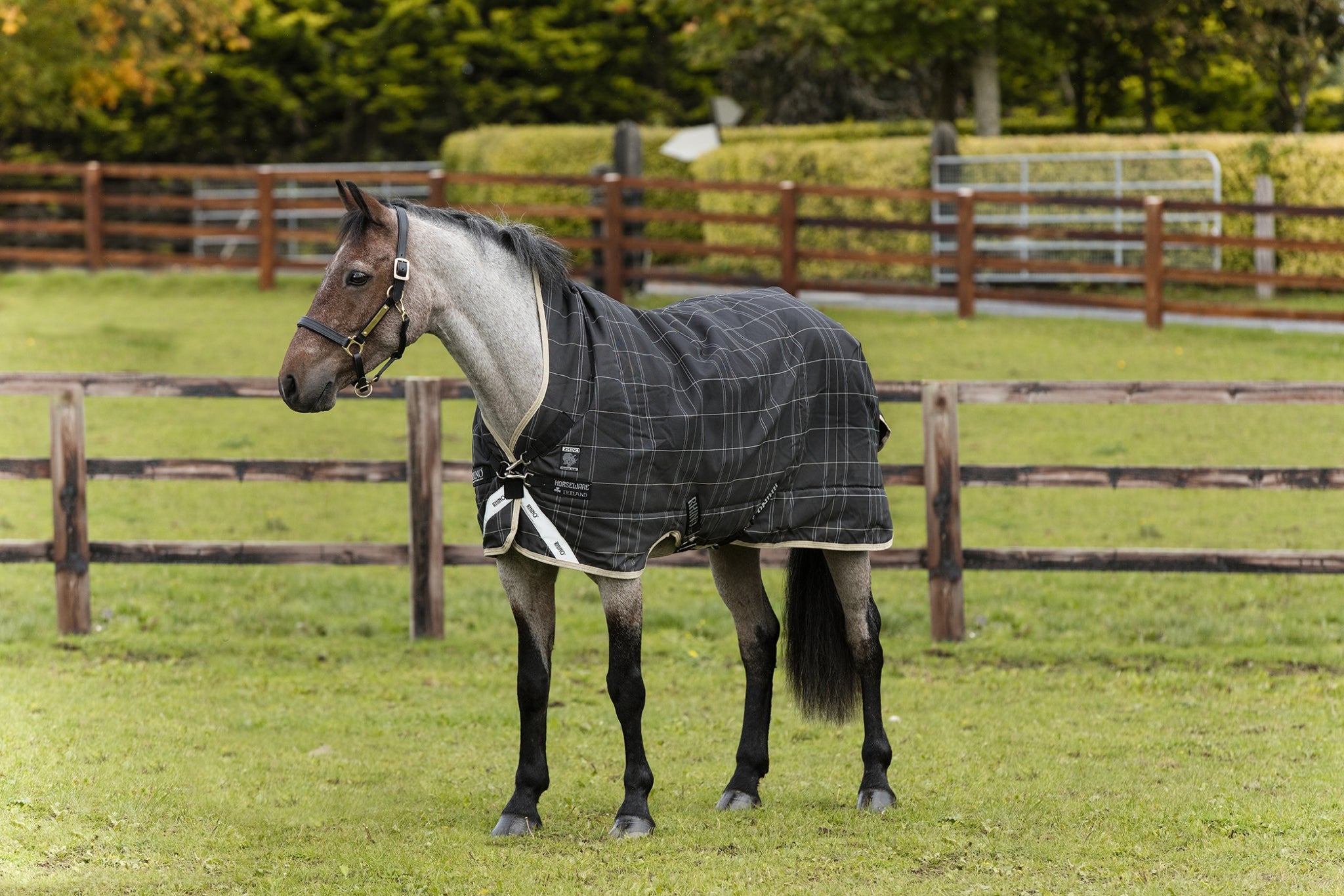 5-963880-kiwi.jpg