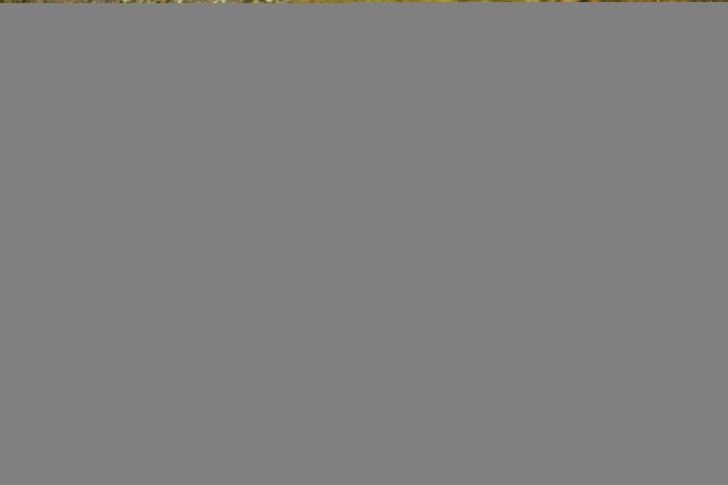 5-973051-darkbluepebbleorange.jpg