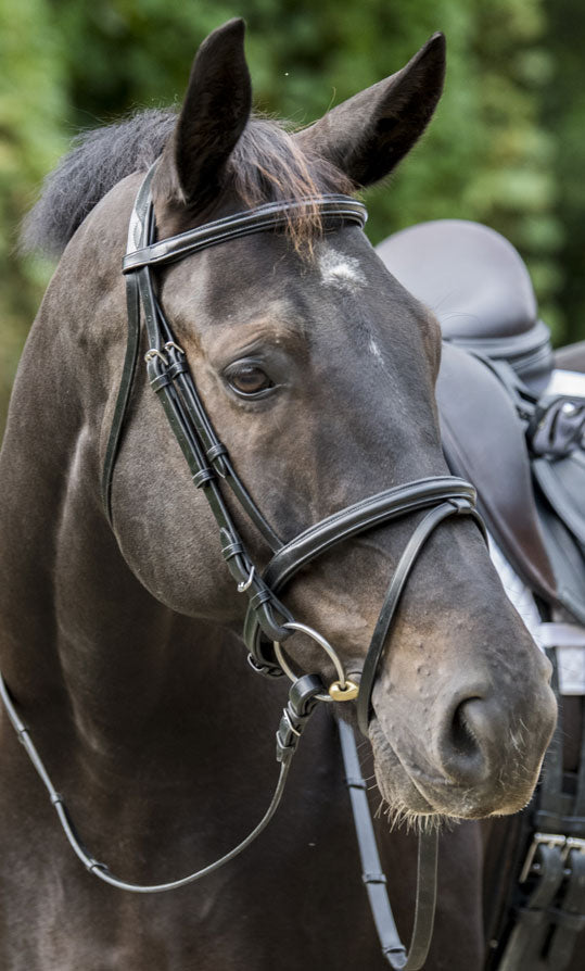Equestrian Collections - Horse - Riding - Boots Equestrian Collections - Horse - Riding - Boots