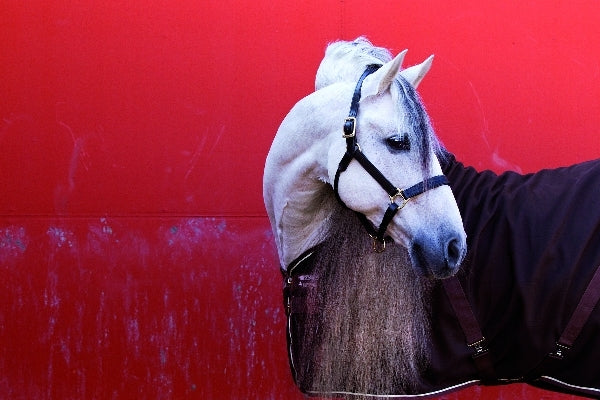 horseware-adaa00-nmcn_01.jpg