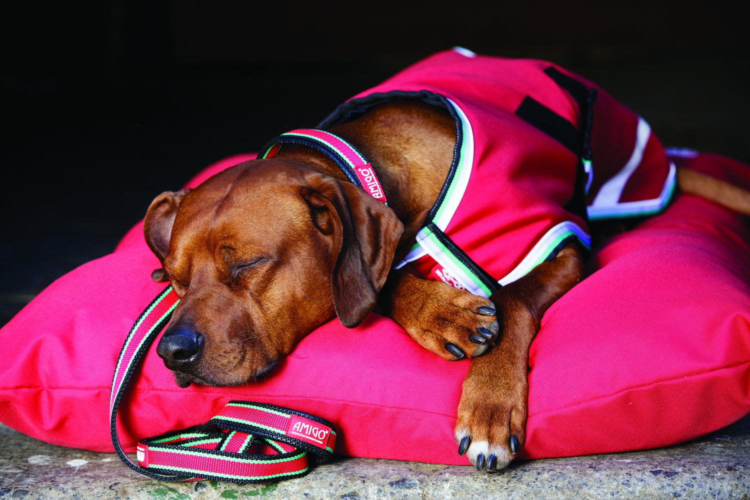 hwrwgk-collar-lead-rug-bed.jpg