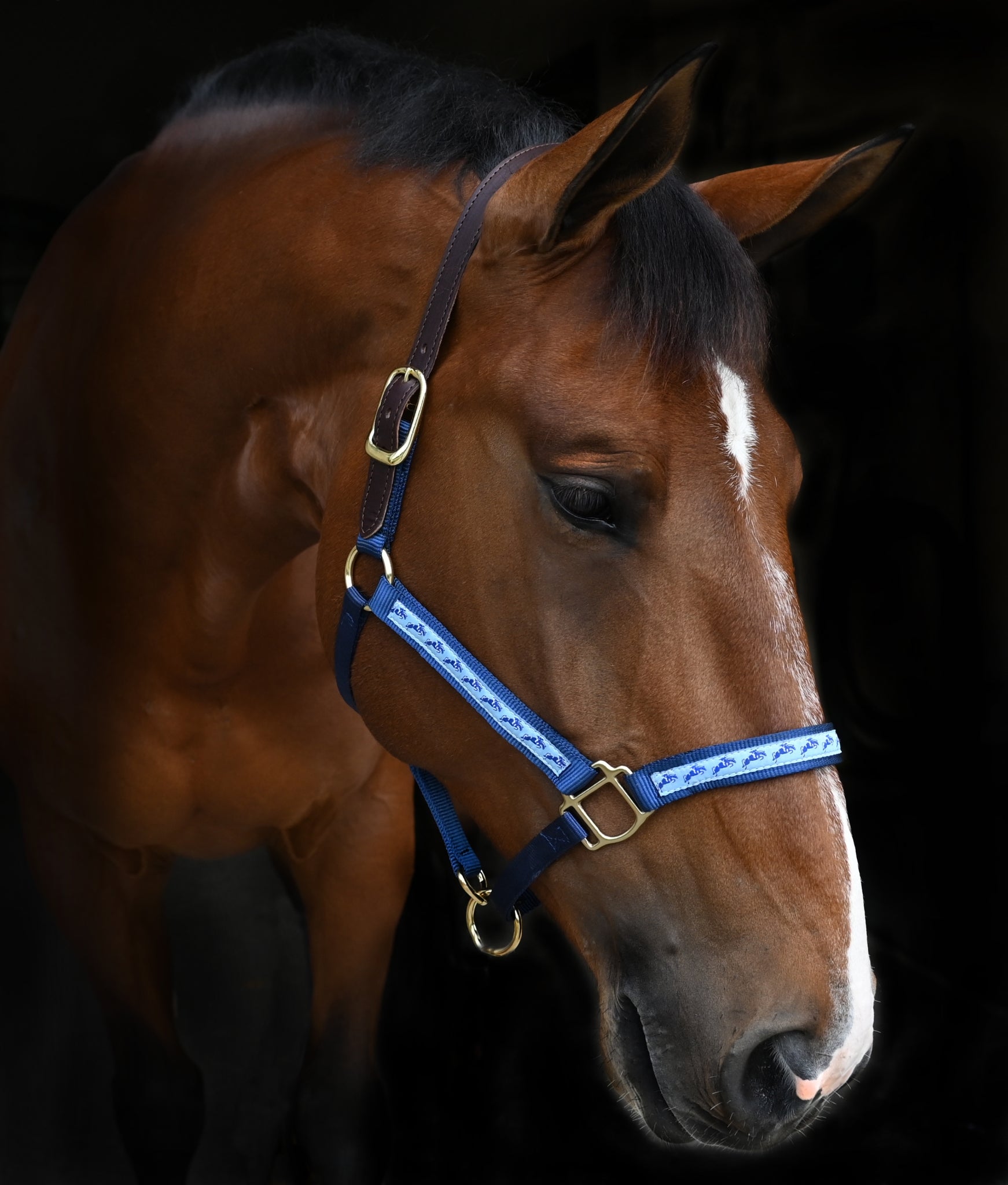 navyjumpinghorses.jpg