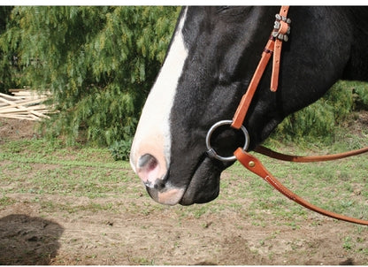 pc-avb_showsnaffle.jpg
