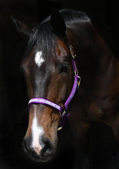 purplehorseheadhalter.jpg
